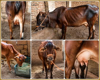 10 din ki tazi soi i cholistan frizen  cross milk 11 ltr. 03409392913
