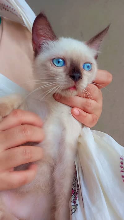Ragdoll