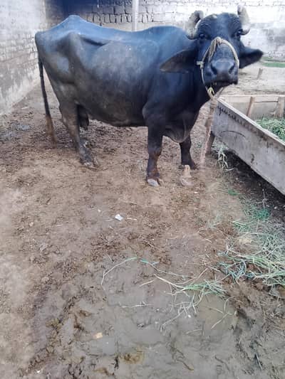 Buffalo for sale