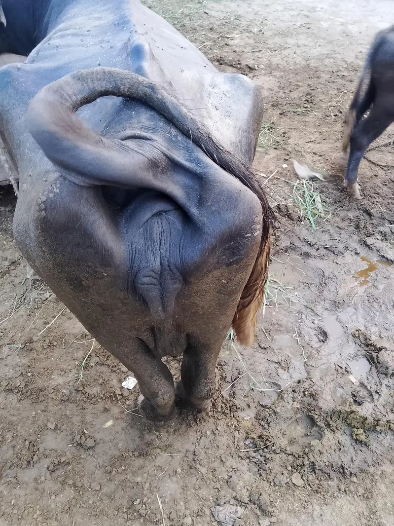 Buffalo for sale — photo 2
