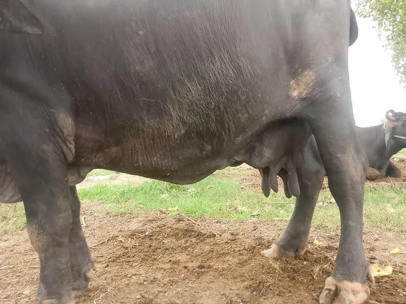 Buffalo for sale — photo 3