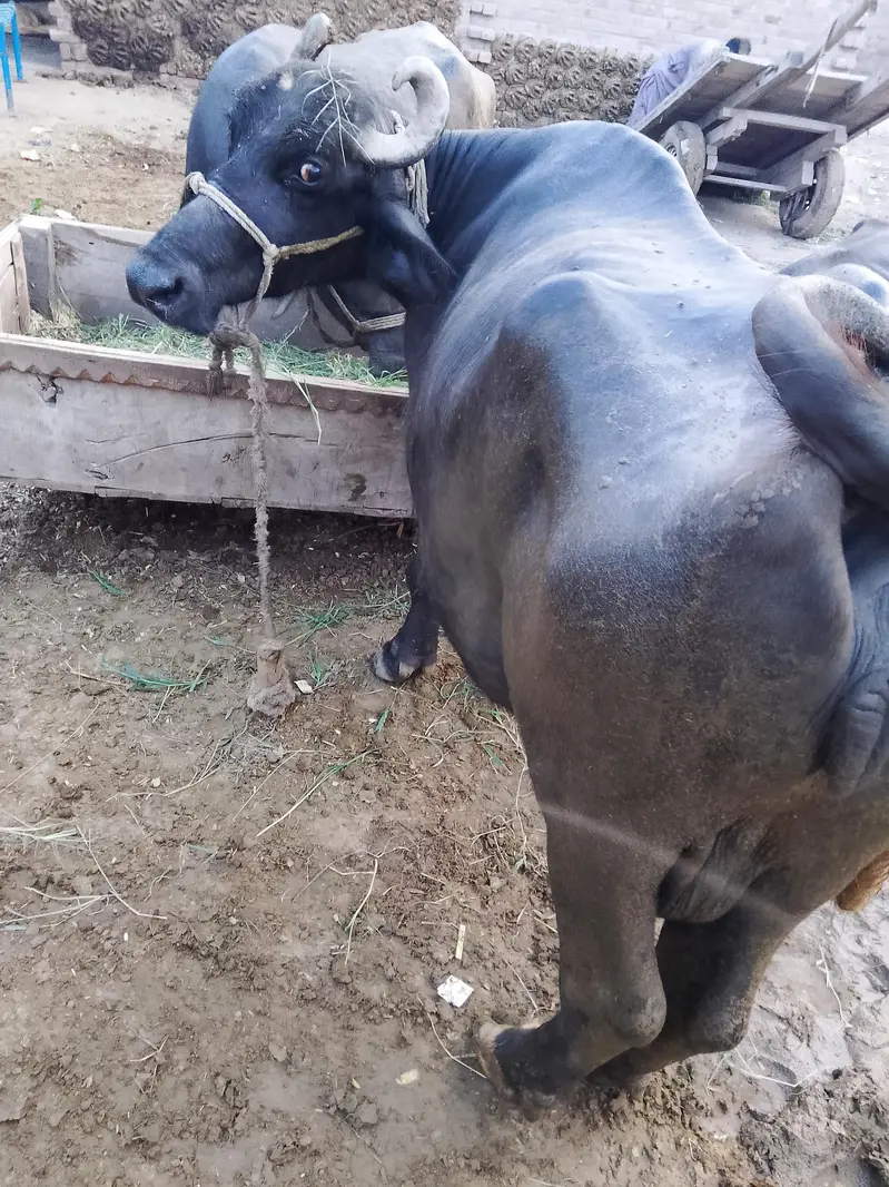 Buffalo for sale — photo 4
