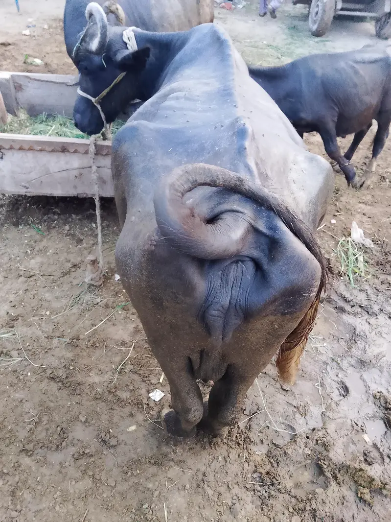 Buffalo for sale — photo 5