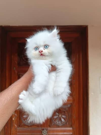 Quality Persian panch face cat and kitten WhatsAp 03401430037