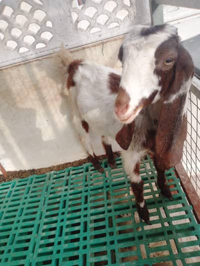 Bakri ka bacha