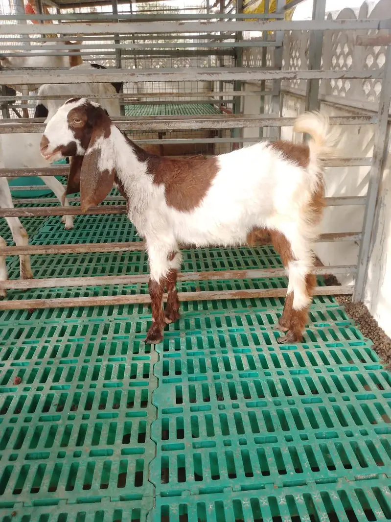 Bakri ka bacha — photo 2