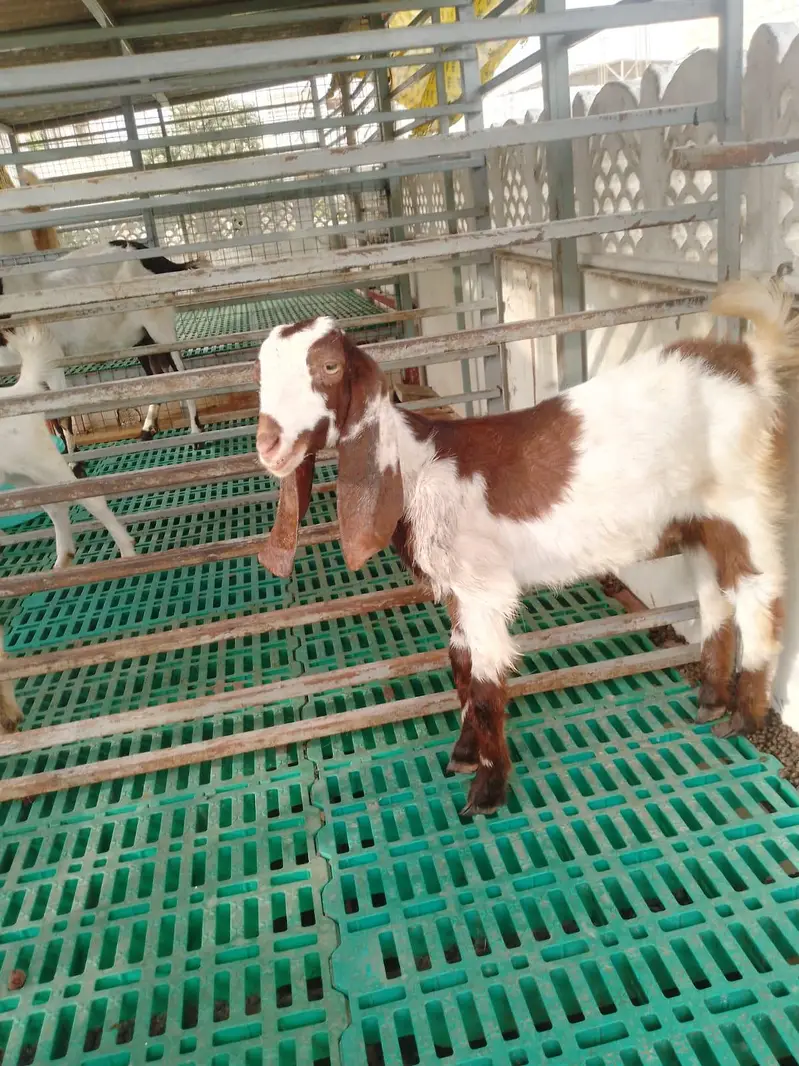 Bakri ka bacha — photo 3