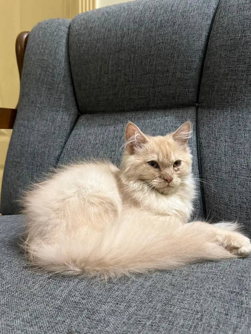 Persian cat — photo 2
