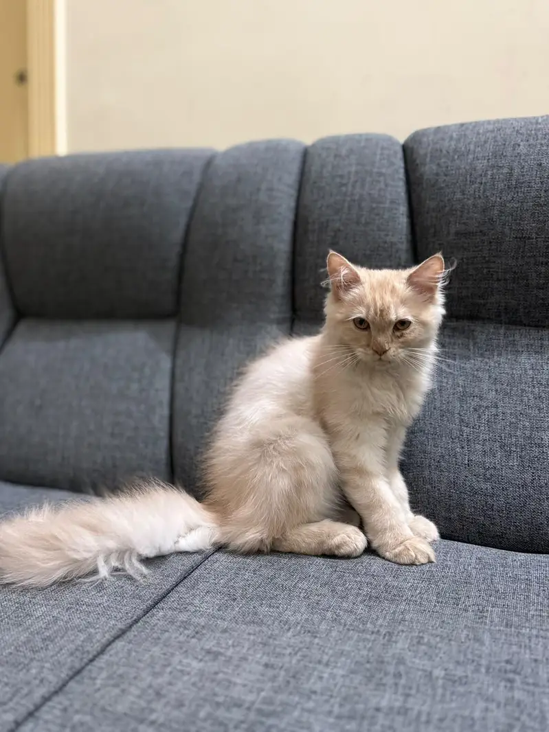 Persian cat — photo 3