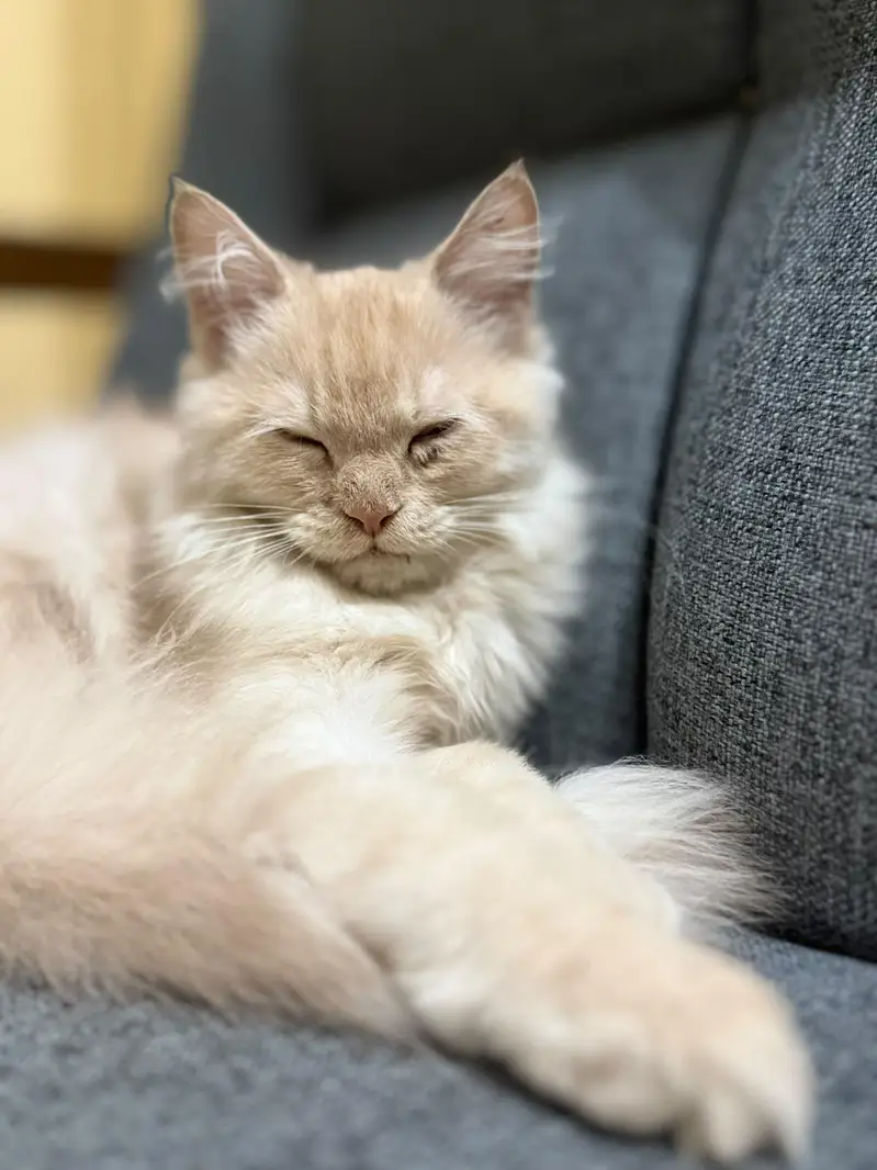 Persian cat — photo 4
