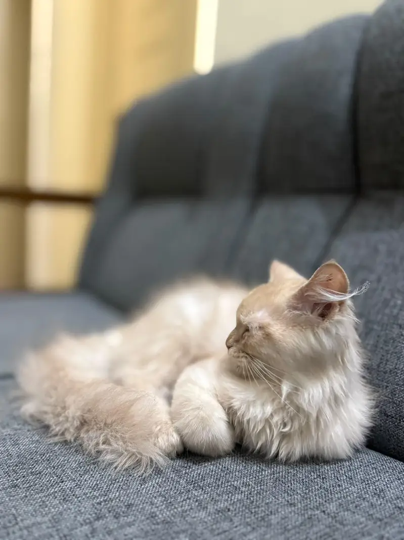 Persian cat — photo 5
