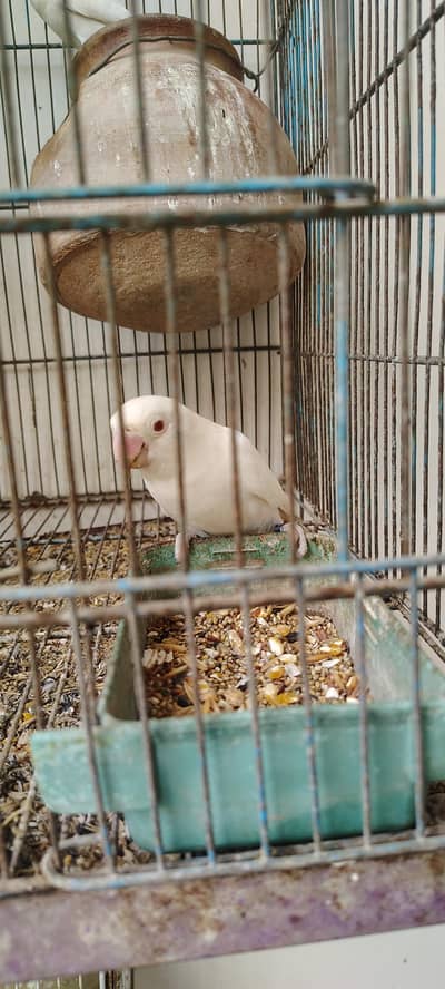 Albaino Red Eye