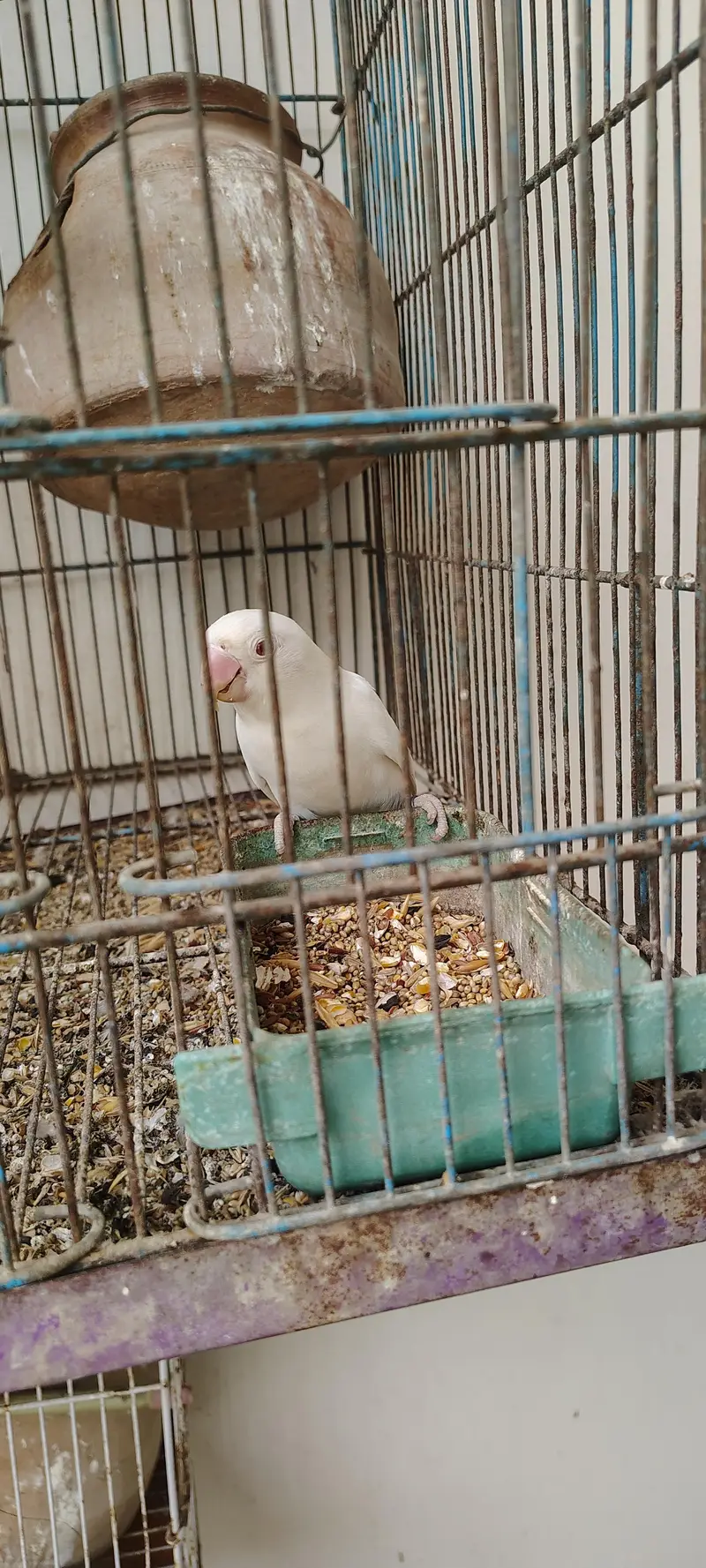 Albaino Red Eye — photo 2