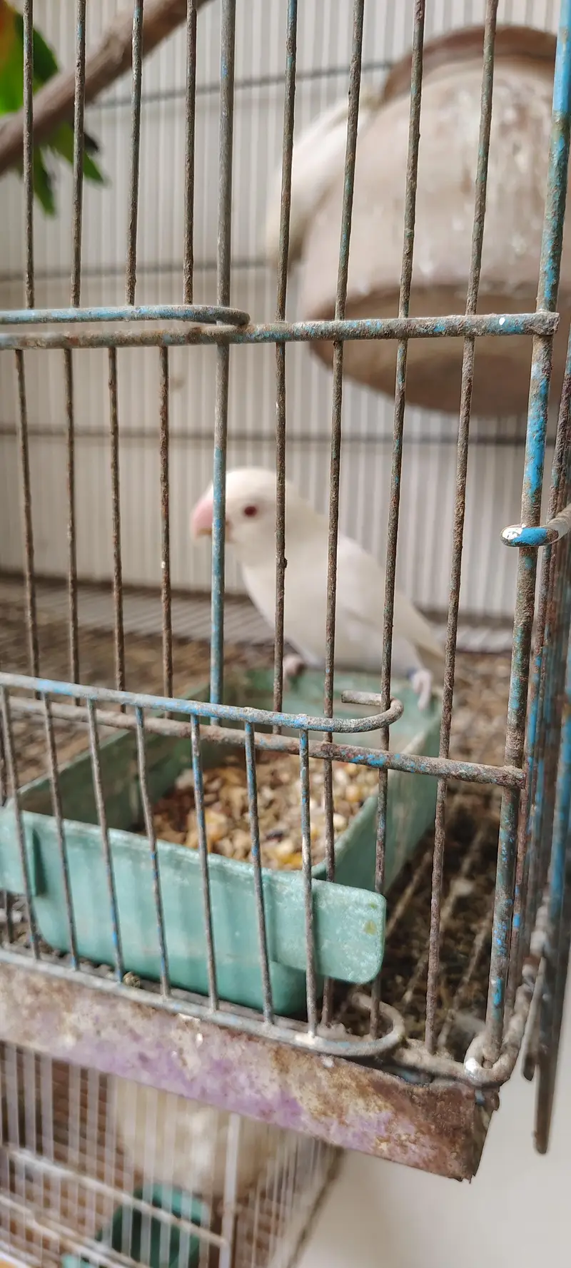 Albaino Red Eye — photo 3