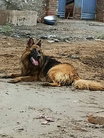 Pure Imported Triple-Coated German Shepherd – Pedigree Male | 2+ Years