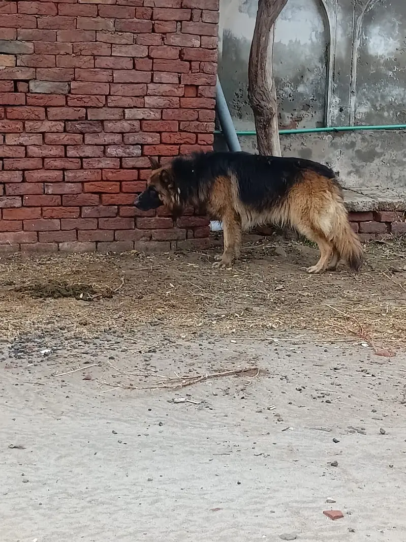 Pure Imported Triple-Coated German Shepherd – Pedigree Male | 2+ Years — photo 2