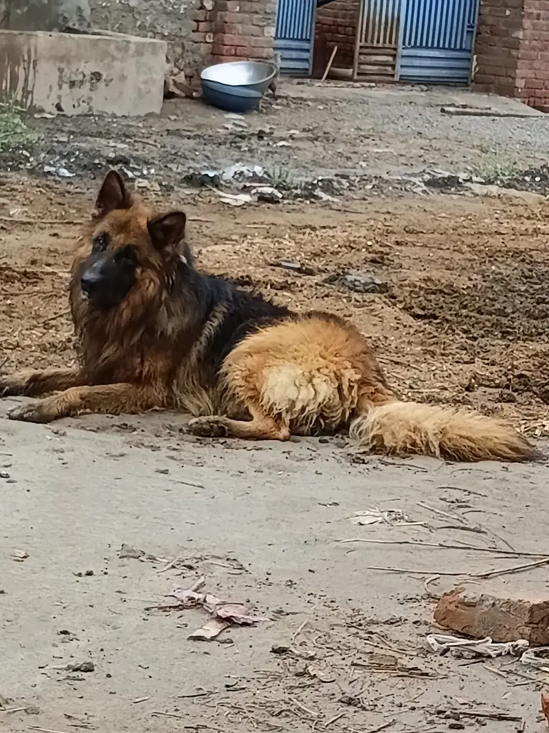 Pure Imported Triple-Coated German Shepherd – Pedigree Male | 2+ Years — photo 3