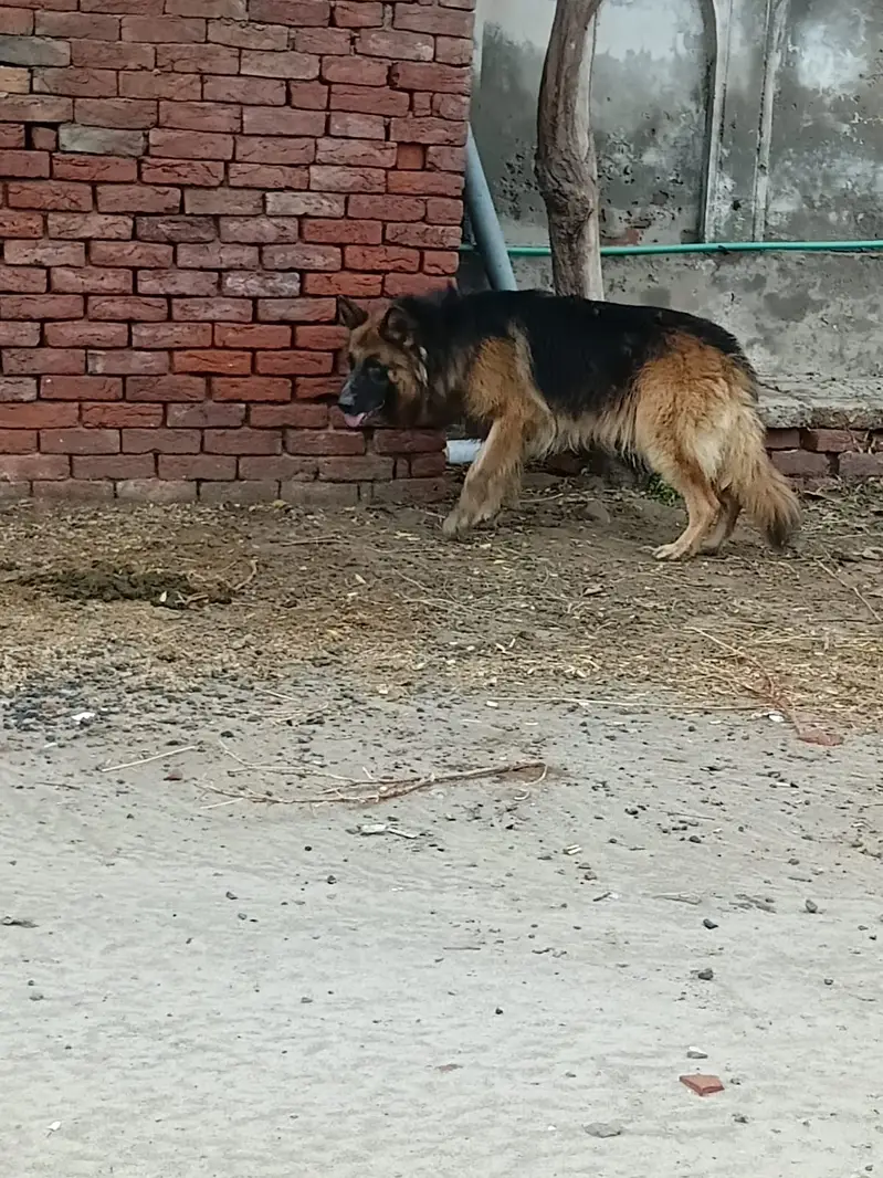 Pure Imported Triple-Coated German Shepherd – Pedigree Male | 2+ Years — photo 4