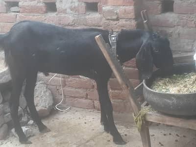 fresh 2dant bakra