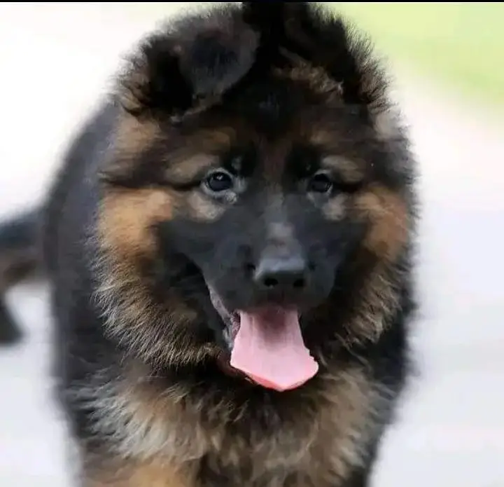 German shepherd puppies 0327 6625337 WhatsApp contact — photo 3
