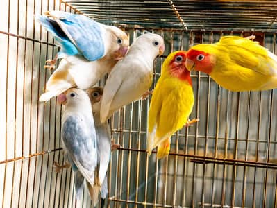 Adults Love Birds