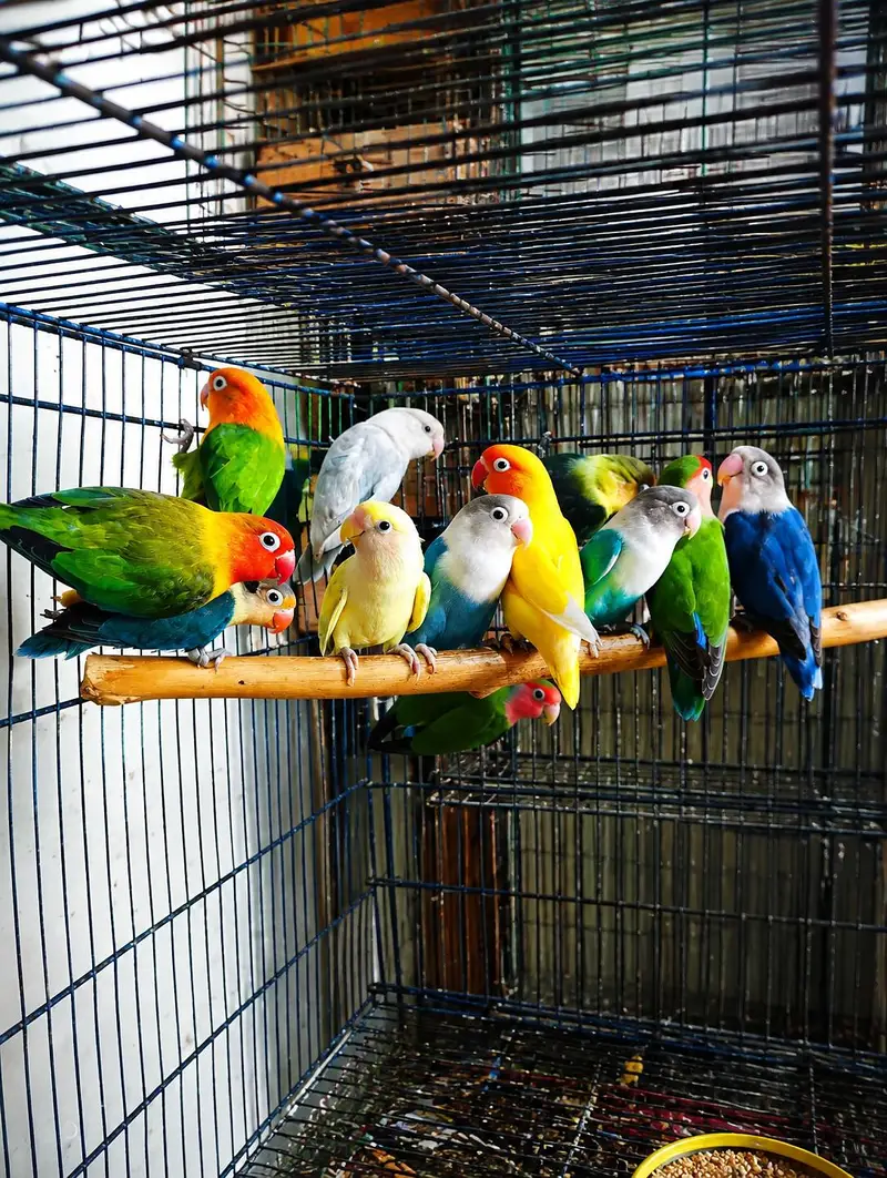 Adults Love Birds — photo 2