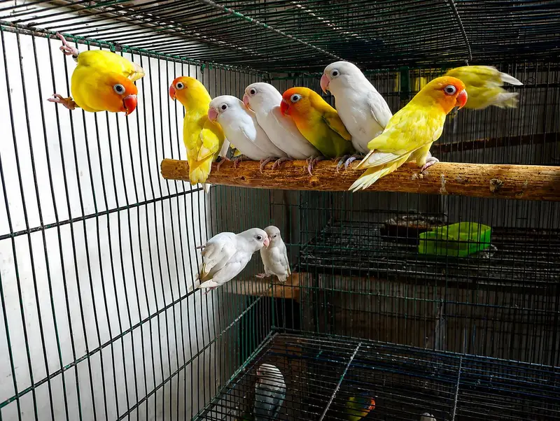 Adults Love Birds — photo 3