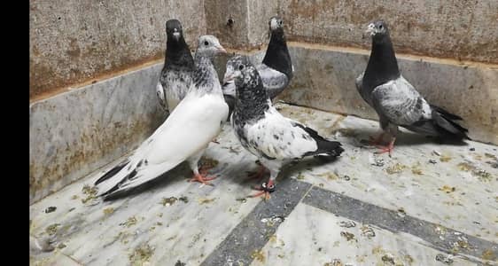 parwazi high flyer pigeons location sialkot 03331517566 whatsapp