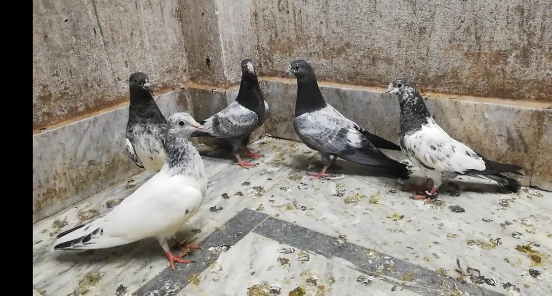 parwazi high flyer pigeons location sialkot 03331517566 whatsapp — photo 2