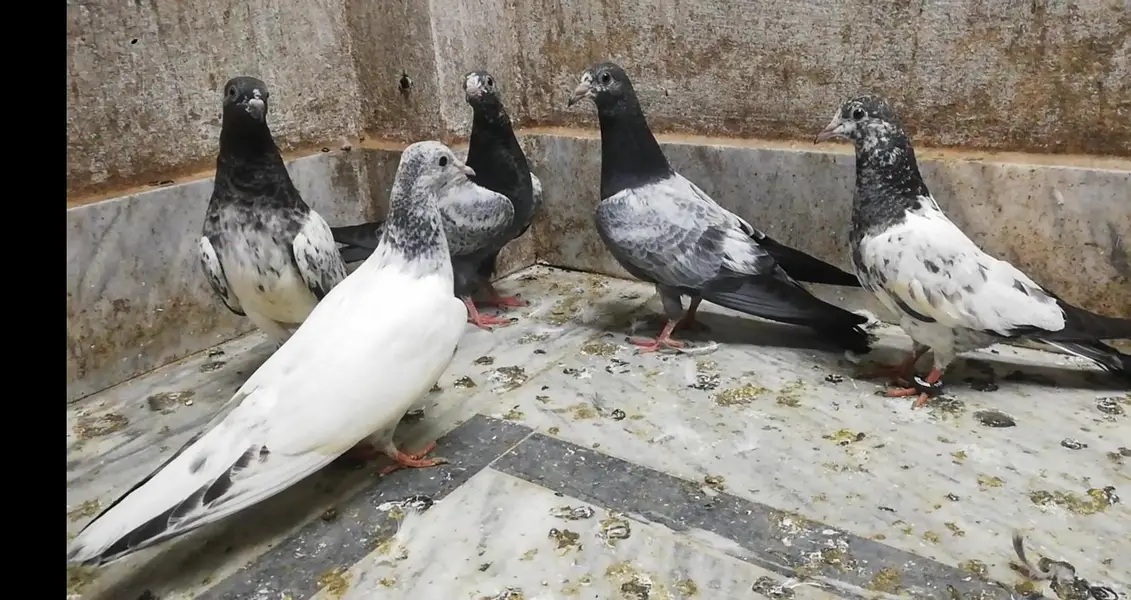 parwazi high flyer pigeons location sialkot 03331517566 whatsapp — photo 3