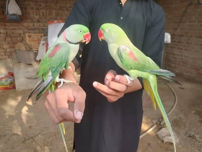 Urgent Sale parrot