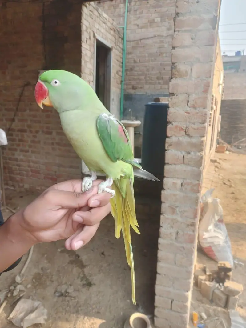 Urgent Sale parrot — photo 2