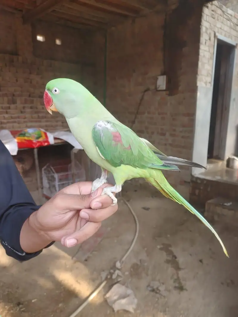 Urgent Sale parrot — photo 3