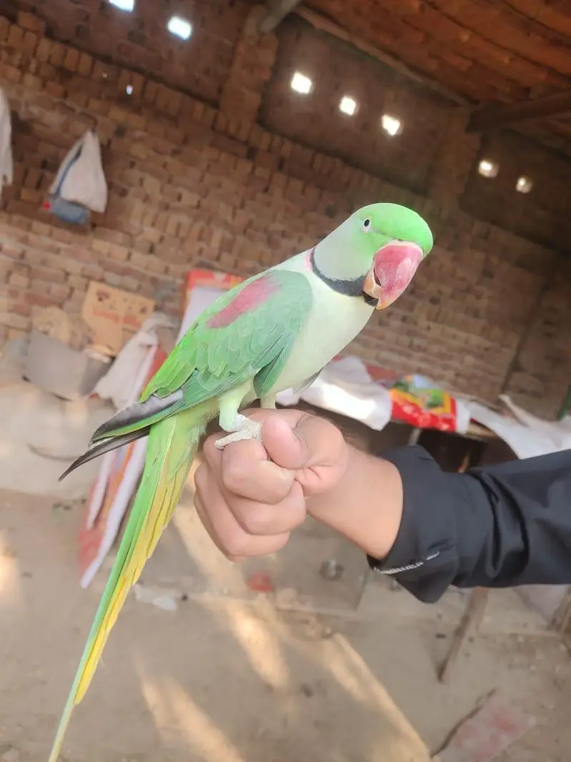 Urgent Sale parrot — photo 4