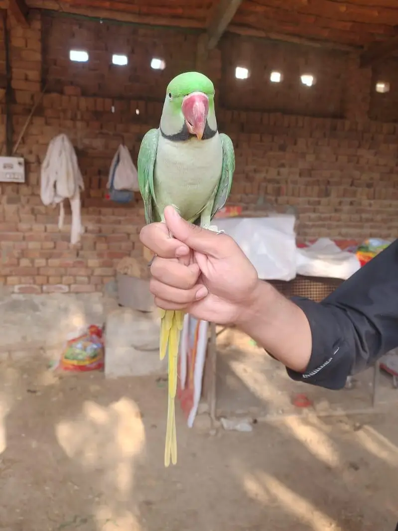 Urgent Sale parrot — photo 5