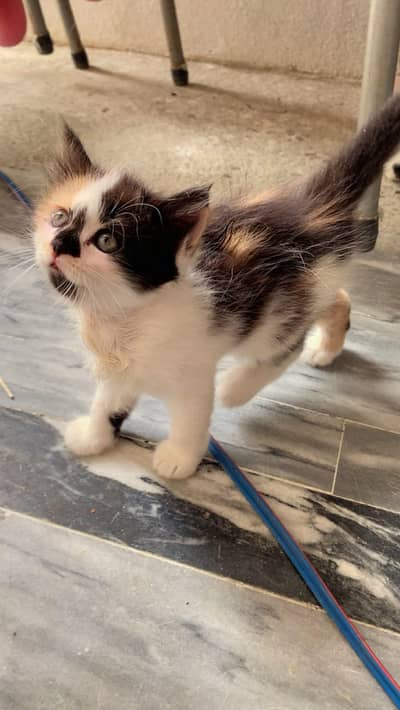 Persian punch face kitten  Whatsapp only