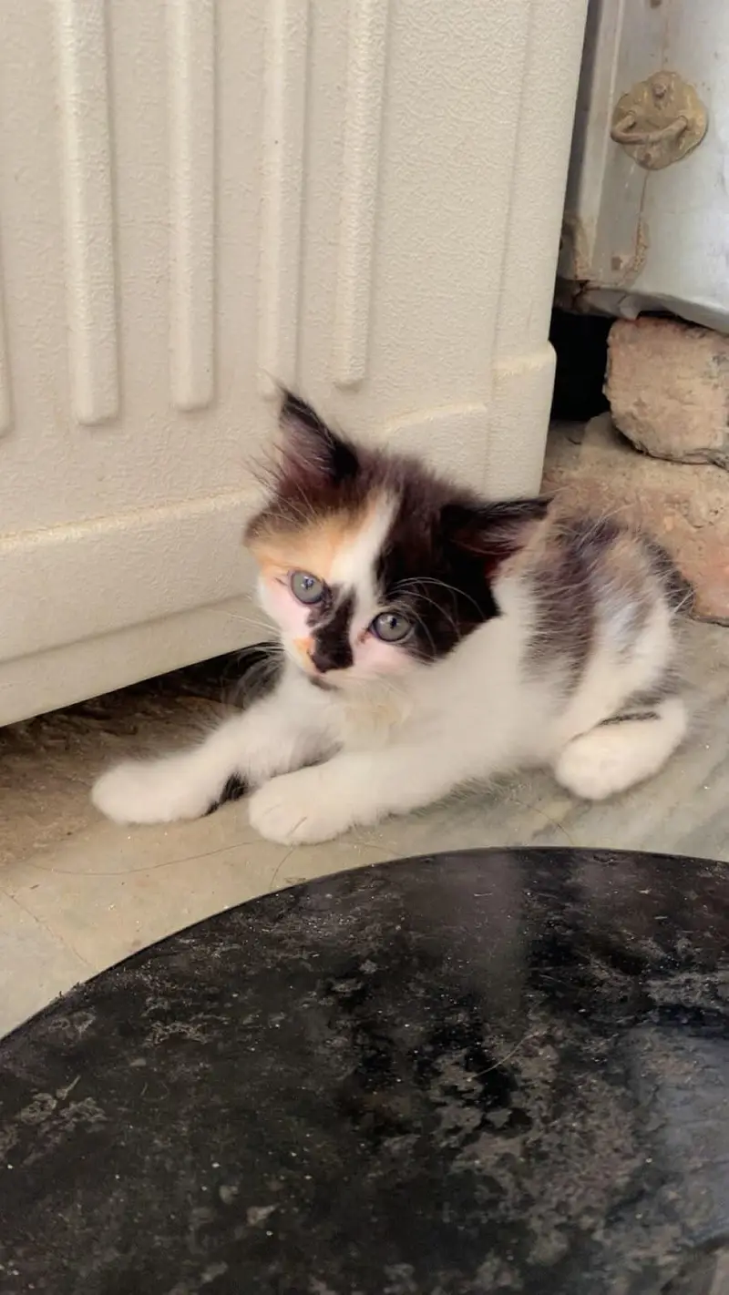 Persian punch face kitten  Whatsapp only — photo 2