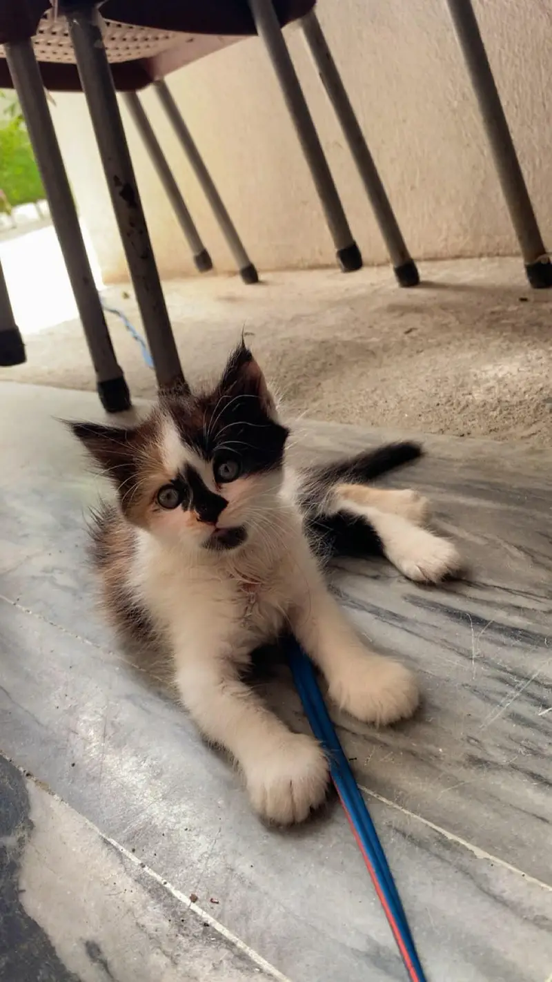 Persian punch face kitten  Whatsapp only — photo 3