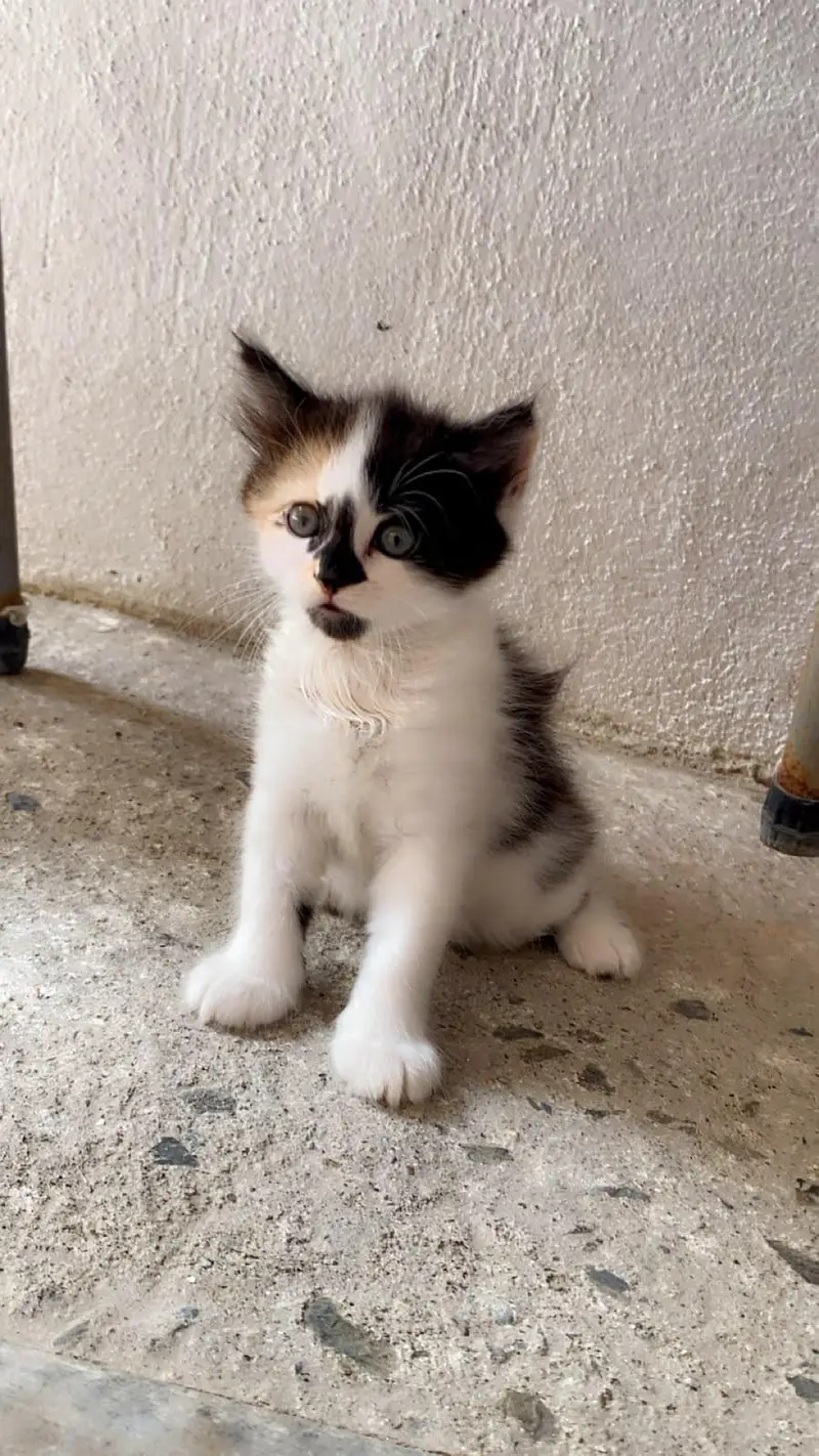 Persian punch face kitten  Whatsapp only — photo 4