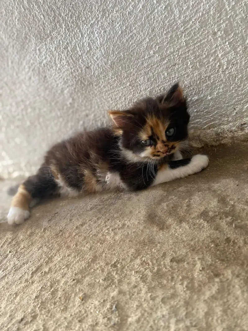Persian punch face kitten  Whatsapp only — photo 5