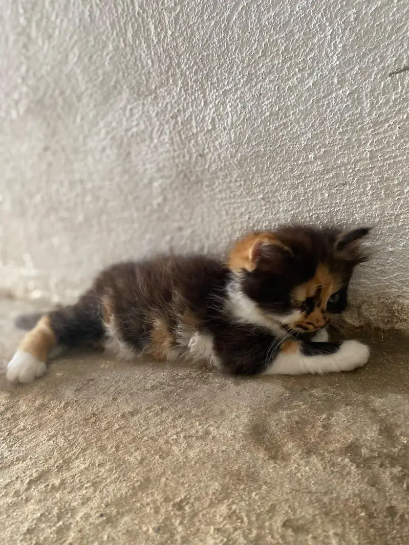 Persian punch face kitten  Whatsapp only — photo 6