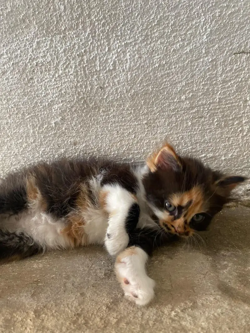 Persian punch face kitten  Whatsapp only — photo 7