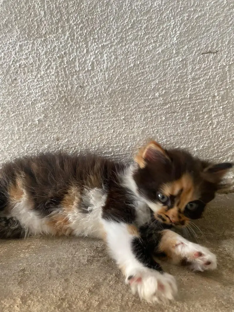 Persian punch face kitten  Whatsapp only — photo 8