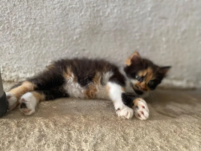 Persian punch face kitten  Whatsapp only — photo 9