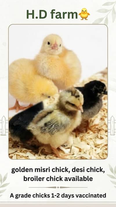 Golden misri | broiler| desi