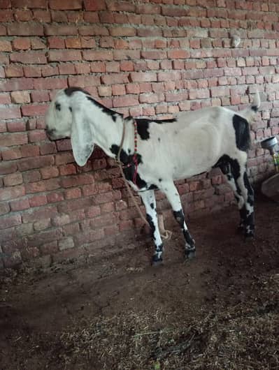 Gabhan Goat available for sale
