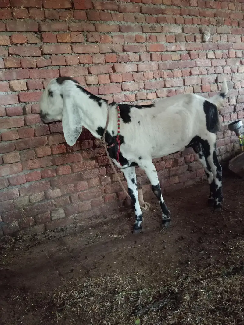 Gabhan Goat available for sale