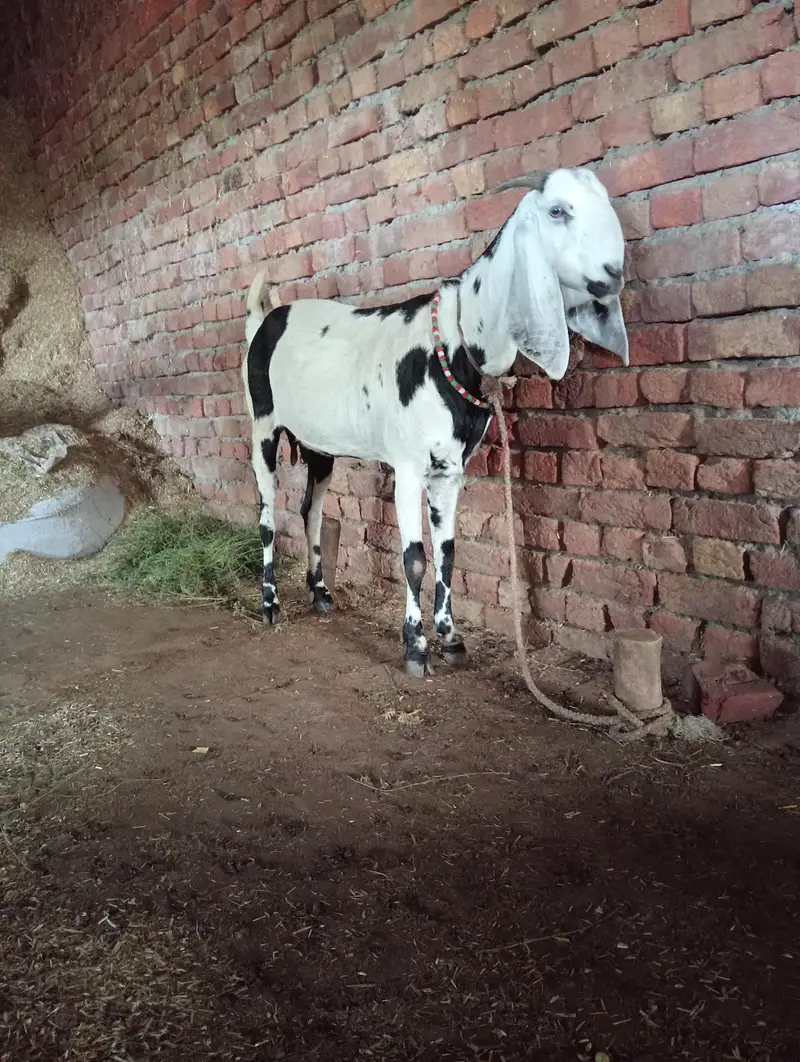 Gabhan Goat available for sale — photo 2