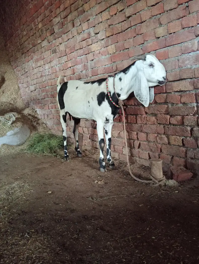 Gabhan Goat available for sale — photo 3