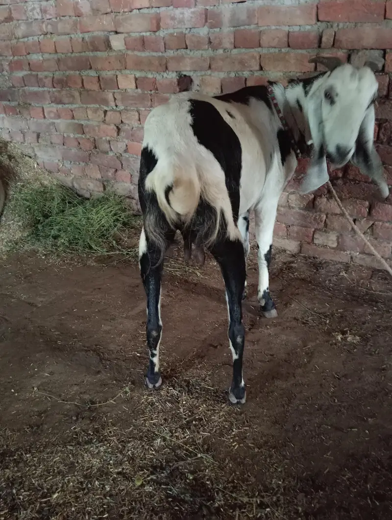 Gabhan Goat available for sale — photo 4